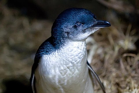 Bonnet Island Experience Departing From Strahan - Accommodation Burleigh 0