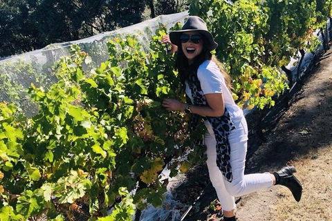 Valleys Of Vino Tour - Accommodation Burleigh 1