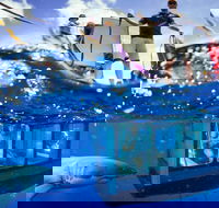 White Shark Tour with Optional Cage Dive from Port Lincoln - Accommodation Burleigh