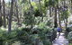 Self-Guided Waterfall Gully To Mount Lofty Hike From Adelaide - thumb 3