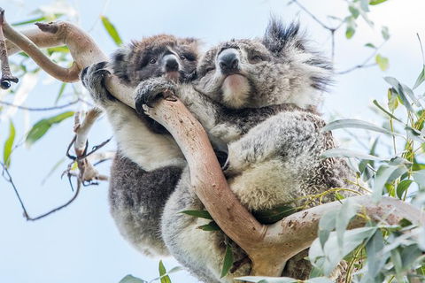 Adelaide To Melbourne 3-Day Trip Through Grampians And Great Ocean Road - Accommodation Burleigh 1