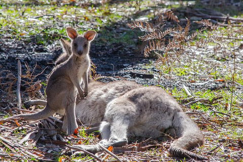 Adelaide To Melbourne 3-Day Trip Through Grampians And Great Ocean Road - Accommodation Burleigh 5