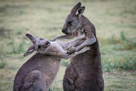 Adelaide To Melbourne 3-Day Trip Through Grampians And Great Ocean Road - Accommodation Burleigh 10
