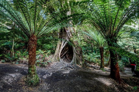 Adelaide To Melbourne 3-Day Trip Through Grampians And Great Ocean Road - Accommodation Burleigh 4