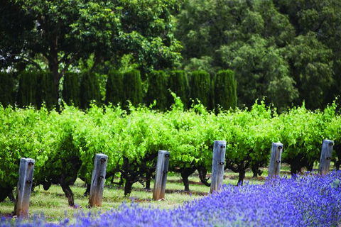 Ultimate Penfolds Magill Estate Experience - Accommodation Burleigh 4