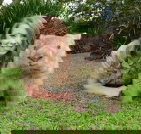 Croc Express to Australia Zoo from Brisbane - Accommodation Burleigh