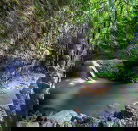 Springbrook andTamborine Rainforest Tour Incl Natural Bridge and Glow Worm Cave - Accommodation Burleigh
