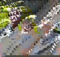 Koala Cuddle Adventure Croc 2 - Accommodation Burleigh