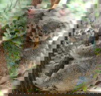 Lone Pine Koala Sanctuary Day Pass - Accommodation Burleigh