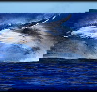 Whale Watching Cruise from Redcliffe Brisbane or the Sunshine Coast - Accommodation Burleigh