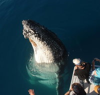 Hervey Bay Whale Watching Experience - Accommodation Burleigh