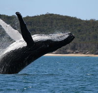 Hervey Bay Ultimate Whale Watching Cruise - Accommodation Burleigh
