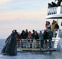 Hervey Bay Whale Watching Cruise - Accommodation Burleigh