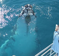 Three-Quarter Day Hervey Bay Premium Whale Watching Cruise - Accommodation Burleigh