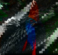 Wildlife Habitat Port Douglas - Accommodation Burleigh