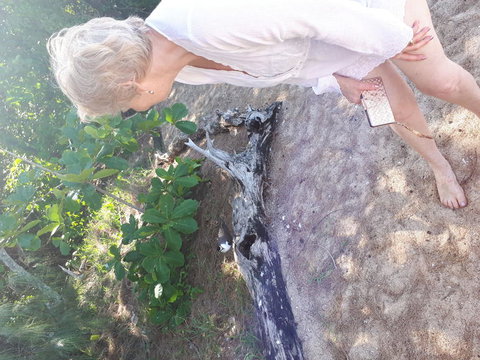 Afternoon Low Isles Snorkeling And Sailing Cruise From Port Douglas - Accommodation Burleigh 2