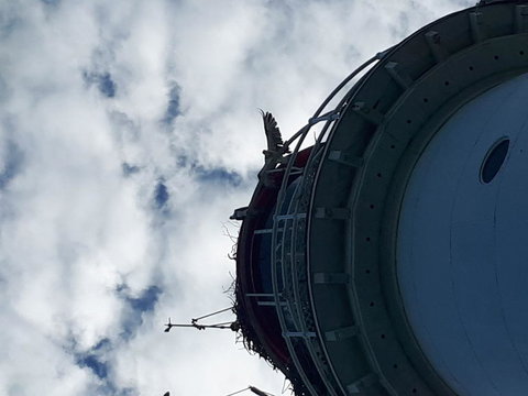 Afternoon Low Isles Snorkeling And Sailing Cruise From Port Douglas - Accommodation Burleigh 3