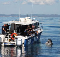 Hervey Bay Whale Swim and Watch - Accommodation Burleigh