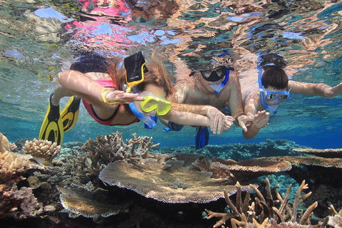Calypso Outer Great Barrier Reef Cruise From Port Douglas - Accommodation Burleigh 10