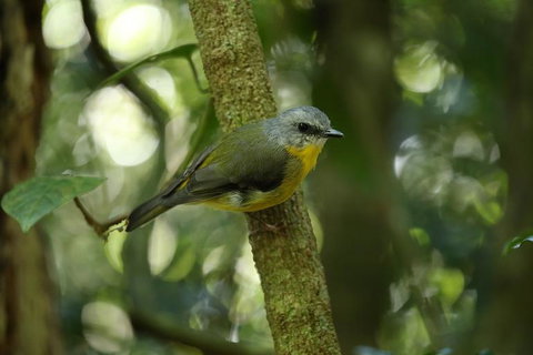 O'Reilly's Lamington National Park And Treetop Canopy Tour - Accommodation Burleigh 3