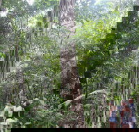 Sightseeing Tour - Half Day - Accommodation Burleigh