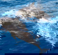Port Stephens Day Tour From Sydney Including 4WD Sandboarding and Dolphins - Accommodation Burleigh