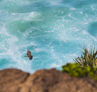 Birdwatching on the Fraser Coast - Accommodation Burleigh