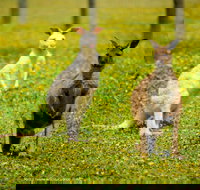 Bordertown Wildlife Park - Accommodation Burleigh