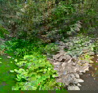 Brindle Creek Walking Track - Accommodation Burleigh