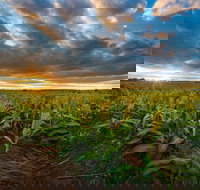 Capella - Accommodation Burleigh