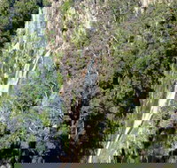 Carrai National Park - Accommodation Burleigh