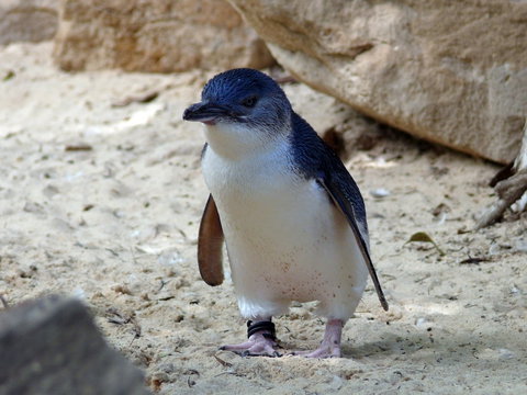 Granite Island Nature Park - Guided Penguin Tours - Accommodation Burleigh 0