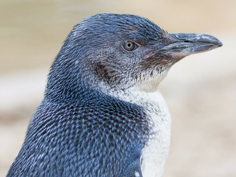 Granite Island Nature Park - Guided Penguin Tours - Accommodation Burleigh 1