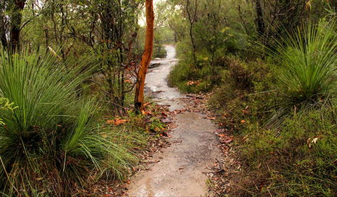 Great North Walk - Brisbane Water National Park - Accommodation Burleigh 0
