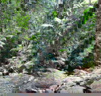 Lyrebird track - Accommodation Burleigh