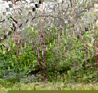 Scutts Hut Trail - Accommodation Burleigh