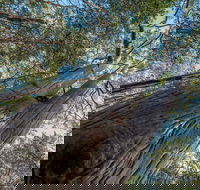 Wallumatta Nature Reserve - Accommodation Burleigh