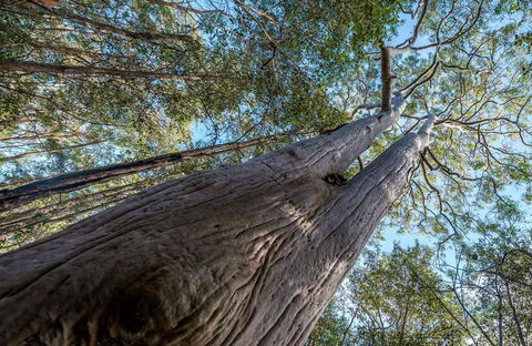 Wallumatta Nature Reserve - Accommodation Burleigh 0