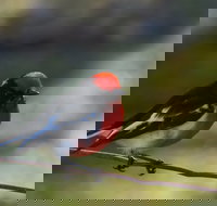 Weddin Bird Trails - Accommodation Burleigh