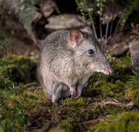 Wildlife Wonders - Accommodation Burleigh