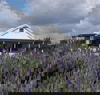 Amandine Lavender - Accommodation Burleigh