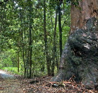 Blue Gum loop trail - Accommodation Burleigh