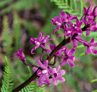 Cassinia Walking Track - Accommodation Burleigh
