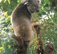 Caversham Wildlife Park - Accommodation Burleigh