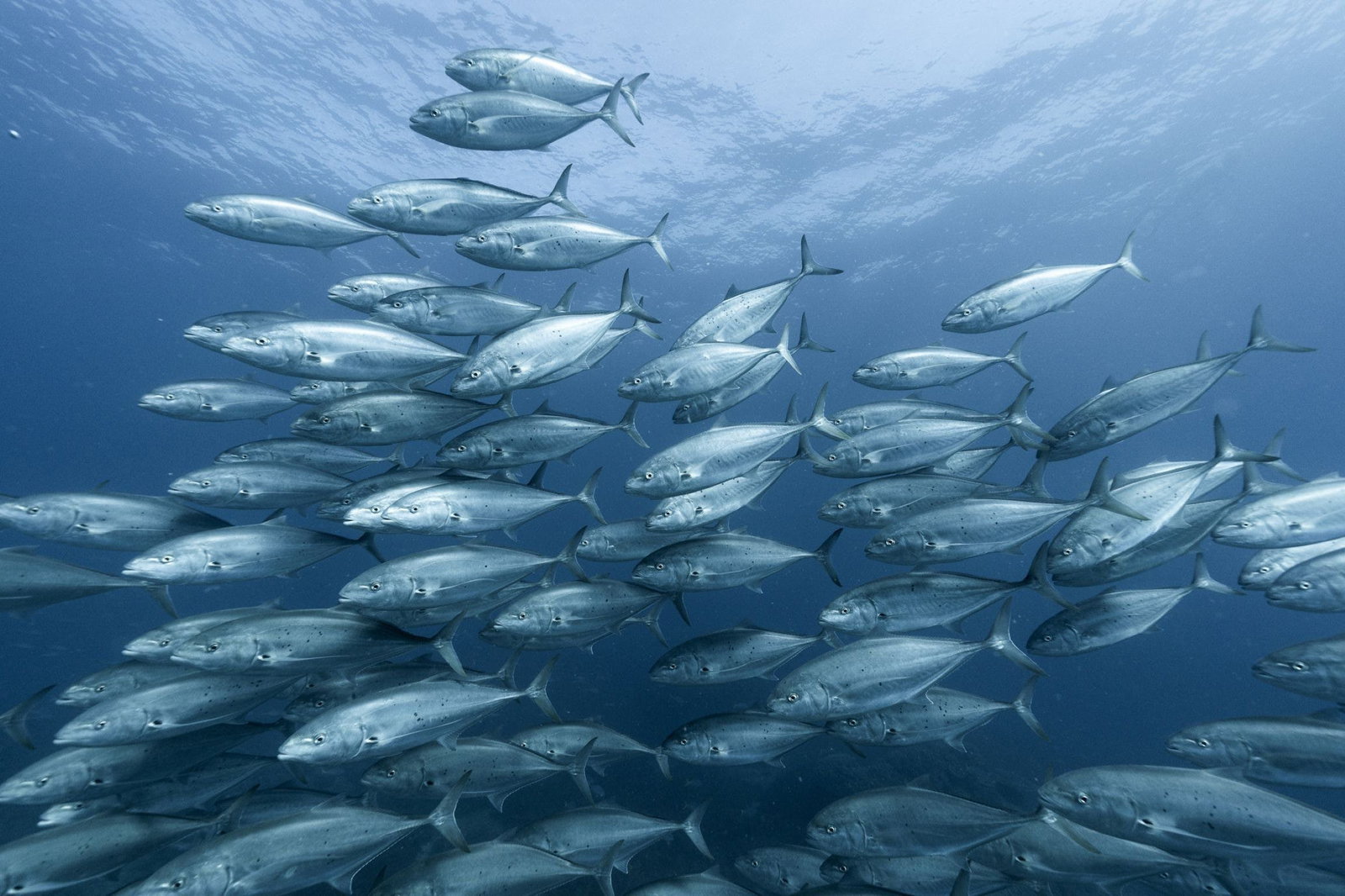 The Keppels QLD Accommodation Burleigh