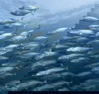 Egg Rock Dive Site - Accommodation Burleigh