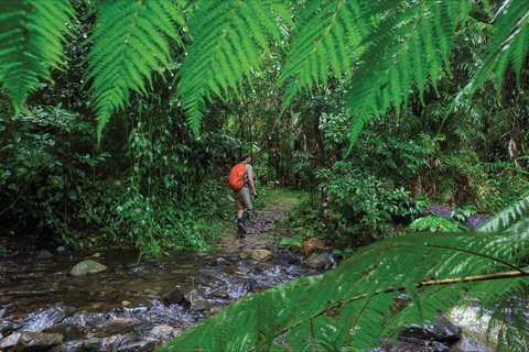 Goldsborough Valley, Wooroonooran National Park - Accommodation Burleigh 0