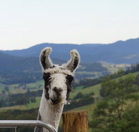 Llama Walks Tasmania - Accommodation Burleigh