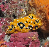 Magic Mountain Dive Site - Accommodation Burleigh