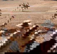 Monarto Safari Park - Accommodation Burleigh